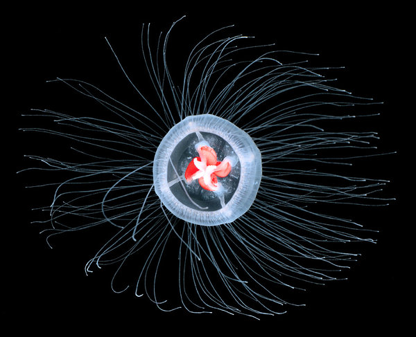02jellyfish1-articleLarge-NYTmag