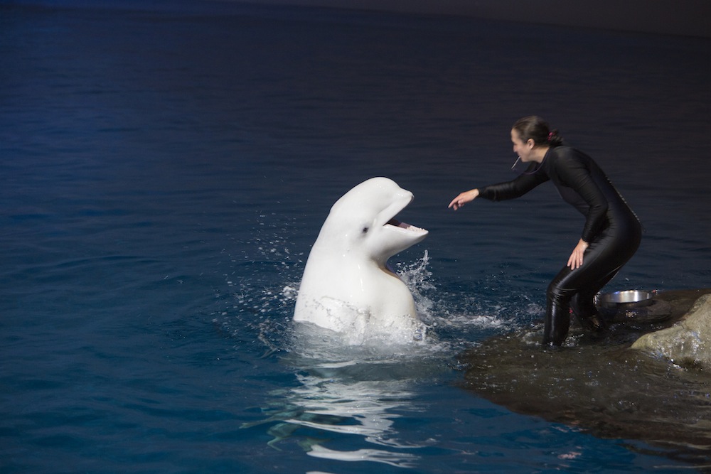 Beluga Whale Aquatic show Shedd Blu 2014